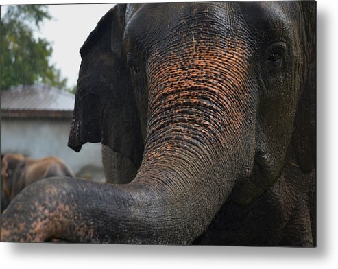 Elephant And Black Metal Print featuring the photograph Stretching Out by Maggy Marsh