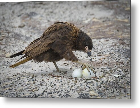 Falkland Islands Metal Print featuring the photograph Striated Caracara Taking Gentoo Penguin by John Shaw