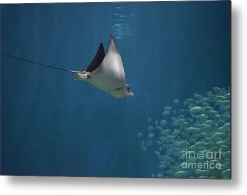 Ray Metal Print featuring the photograph Stringray Heading Towards Fish by DejaVu Designs