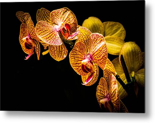 Orchid Metal Print featuring the photograph Striped Orchids 2 by George Kenhan