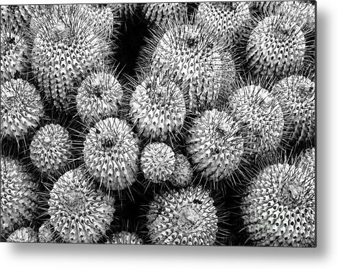 Cacti Metal Print featuring the photograph Study in Spines 1 by James Brunker