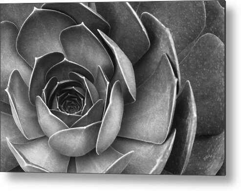 Botanical Macro Metal Print featuring the photograph Succulent In Black And White by Ben and Raisa Gertsberg