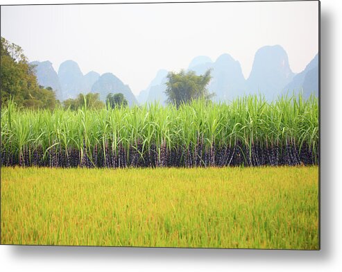 Yangshuo Metal Print featuring the photograph Sugar Cane Field by Bihaibo