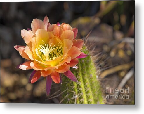 Beautiful Metal Print featuring the photograph Summer Cactus Bloom by James L Davidson