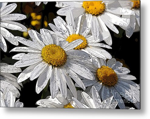 Daisies Metal Print featuring the photograph Summer Daisies by Sarah Schroder