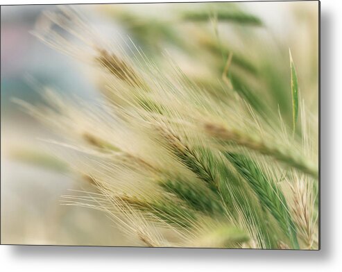 Grass Metal Print featuring the photograph Summer Darts by Kathy Medcalf Photography