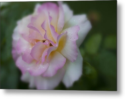 Roses Metal Print featuring the photograph Summer Delights by Miguel Winterpacht