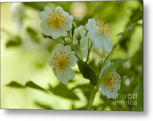White Metal Print featuring the photograph Summer Flower by William Norton