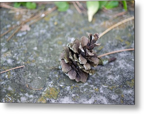 Pinecone Metal Print featuring the photograph Summer Pinecone by Jim Shackett