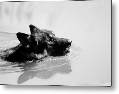 German Shepard Metal Print featuring the photograph Summer Swim by Melanie Lankford Photography