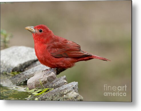 Summer Tanager Metal Print featuring the photograph Summer Tanager by Anthony Mercieca