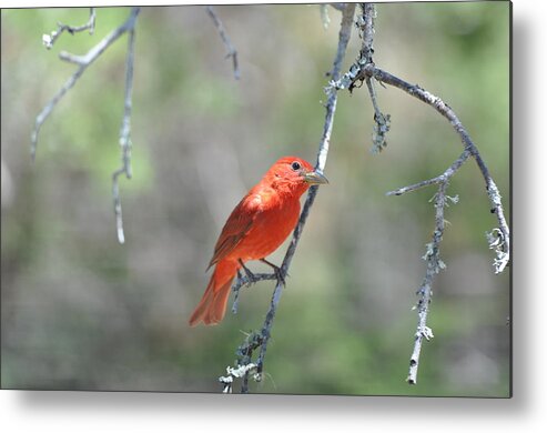 Red Metal Print featuring the photograph Summer Tanager by Frank Madia