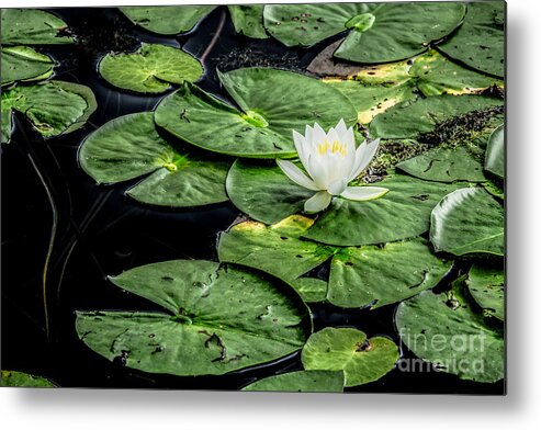 Abstract Metal Print featuring the digital art Summer Water Lily 3 by Susan Cole Kelly Impressions