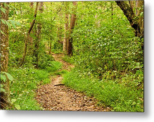 Landscapes Metal Print featuring the photograph Summer Woods Lan 218 by Gordon Sarti