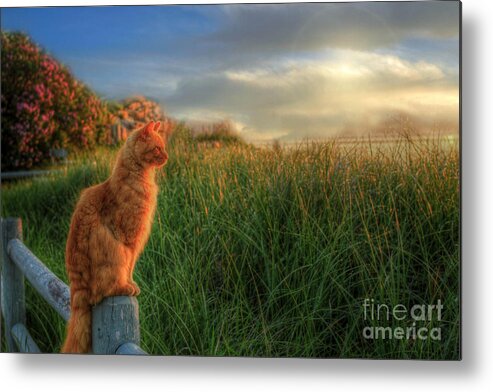 Summer Metal Print featuring the photograph Summertime Dreams by Brenda Giasson
