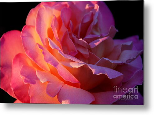 Roses Metal Print featuring the photograph The Sun The Rose and Me by Rabiah Seminole
