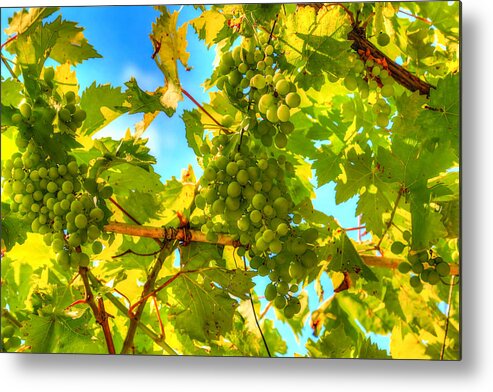 Growth Metal Print featuring the photograph Sun kissed green grapes by Eti Reid