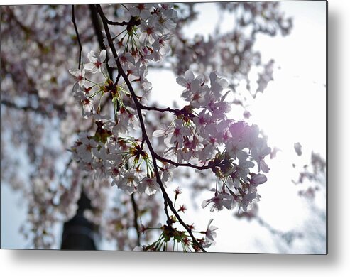 Outdoors Metal Print featuring the photograph Sunbeams For Sakura by © Sanae Okajima