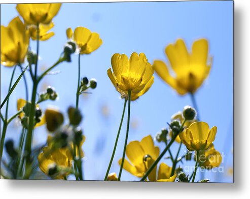 Flowers Metal Print featuring the photograph Sunbrella by Alexander Photography