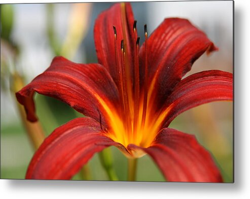 Lilies Metal Print featuring the photograph Sunburst Lily by Neal Eslinger