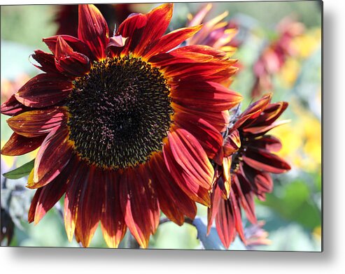 Sunflower Metal Print featuring the photograph Sunflower 15 by Mary Bedy