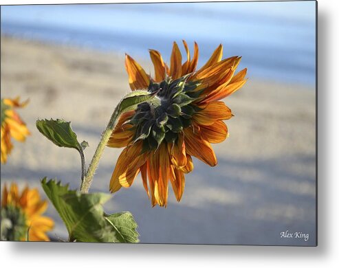 Sunflower Metal Print featuring the photograph Sunflower by Alex King