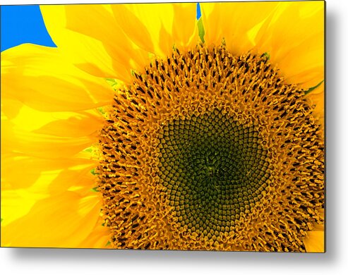 Sunflower Metal Print featuring the photograph Sunflower by Andreas Berthold