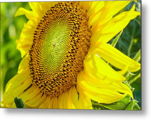 Flower Metal Print featuring the photograph Sunflower by Charles Lupica