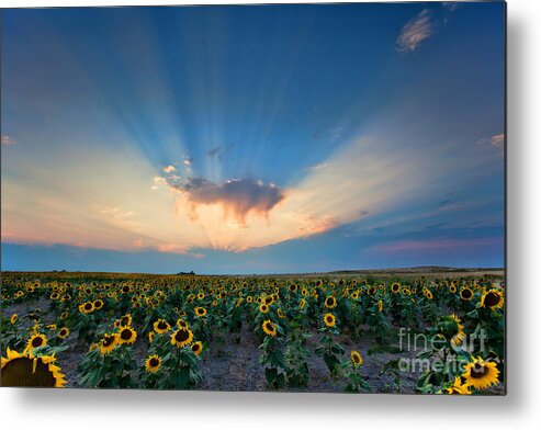 Flowers Metal Print featuring the photograph Sunflower Field at Sunset by Jim Garrison
