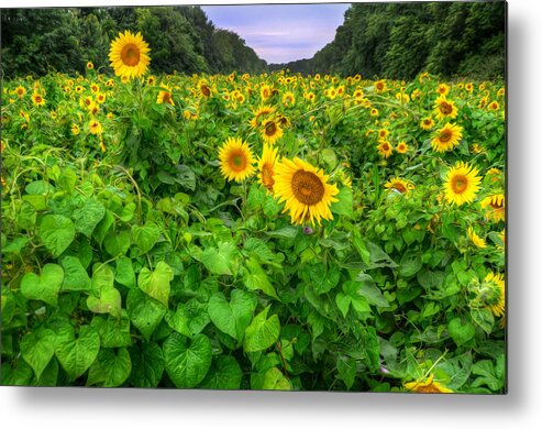 Sunflower Metal Print featuring the photograph Sunflower Field in Oil by Michael Donahue