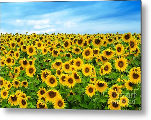 Sunflowers Metal Print featuring the photograph Sunflower field by Mike Ste Marie