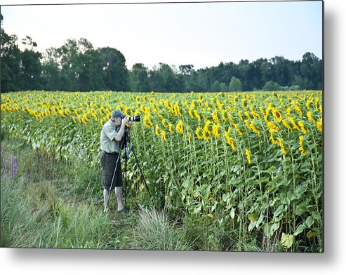 Sunflower Field Metal Print featuring the photograph Sunflower field by Nick Mares