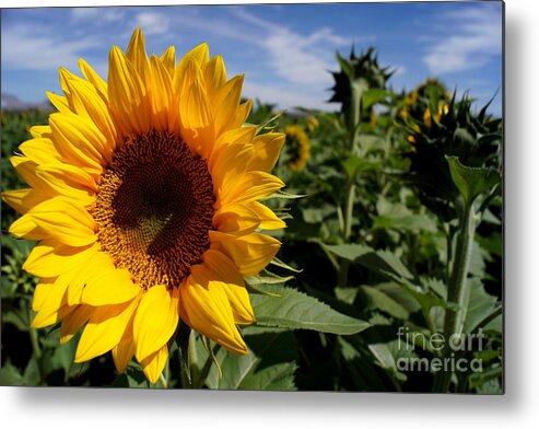 Agriculture Metal Print featuring the photograph Sunflower Glow by Kerri Mortenson