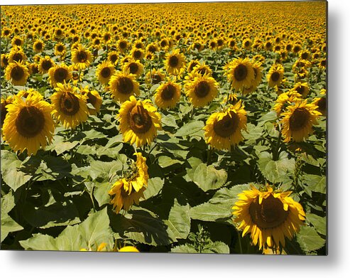 Sunflowers Metal Print featuring the photograph Sunflower by Gouzel -