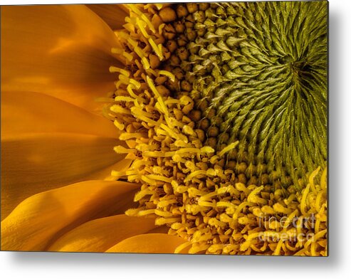 Flower Metal Print featuring the photograph Sunflower Grace by Madonna Martin