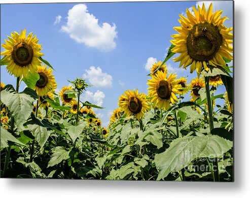 Sunflower Metal Print featuring the photograph Sunflower Row by Paul Mashburn
