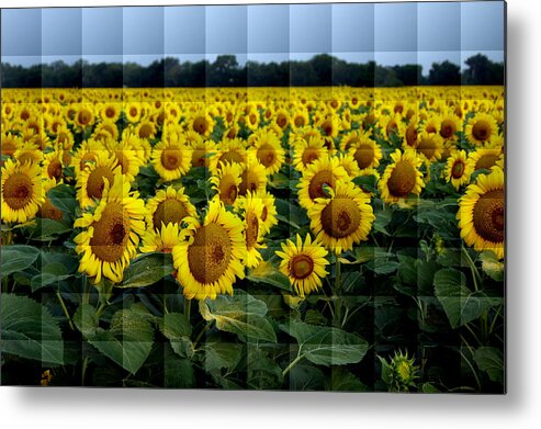 Sunflower Metal Print featuring the photograph Sunflower Squared by Kathy Churchman