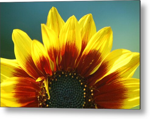 Sunflower Metal Print featuring the photograph Sunflower by Tam Ryan
