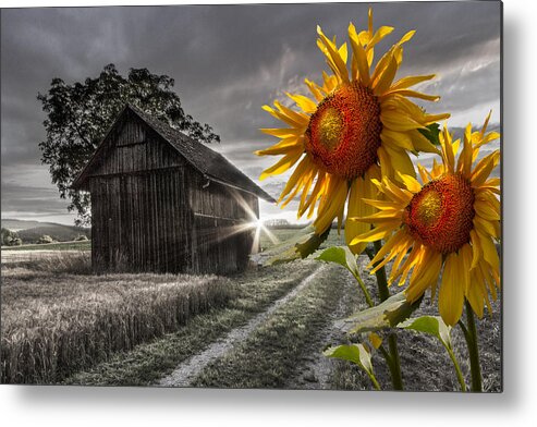 Appalachia Metal Print featuring the photograph Sunflower Watch by Debra and Dave Vanderlaan