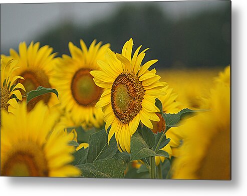 Sunflower Metal Print featuring the photograph Sunflowers by Kathy Churchman