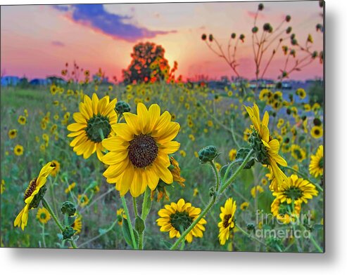 Sunflower Metal Print featuring the photograph Sunflowers Sunset by Gary Holmes