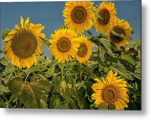 Ellis County Sunflowers Metal Print featuring the photograph Sunflowers by Victor Culpepper