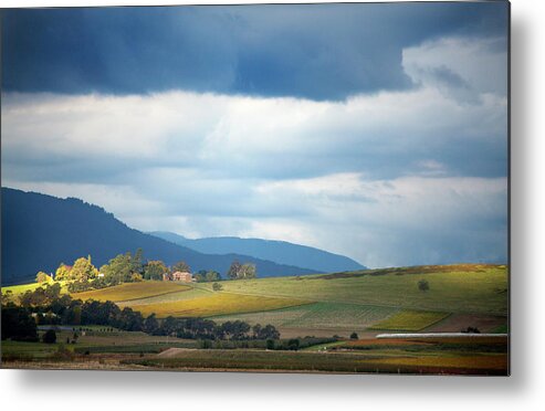 Scenics Metal Print featuring the photograph Sunlight Falling On Winery Vineyards by Virginia Star