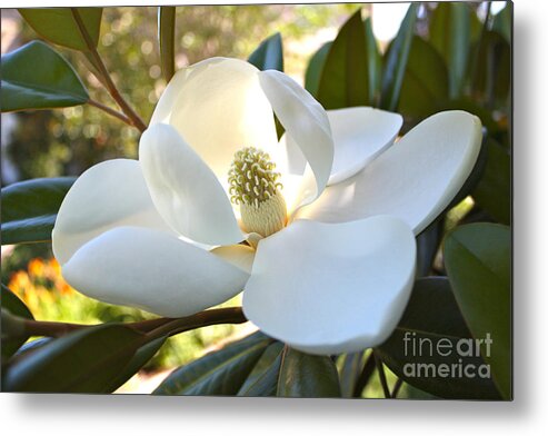 Floral Metal Print featuring the photograph Sunlit Southern Magnolia by Carol Groenen