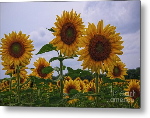 Sunflower Metal Print featuring the photograph Sunny Faces by Debra Fedchin