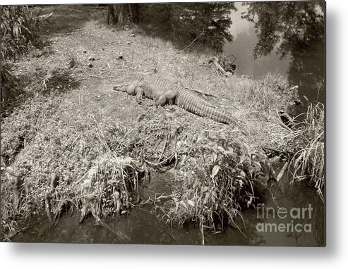 Sunning Metal Print featuring the photograph Sunny Gator Sepia by Joseph Baril