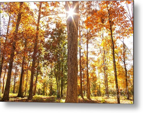 Michael Tidwell Photography Metal Print featuring the photograph Sunny Hardwoods by Michael Tidwell