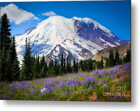 America Metal Print featuring the photograph Sunrise Lupines by Inge Johnsson