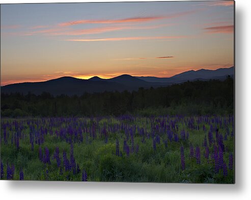 Sunrise Metal Print featuring the photograph Sunrise over a Field of Lupines by John Vose