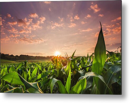Scenics Metal Print featuring the photograph Sunrise Over Field Of Crops In France by Verity E. Milligan